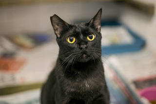 Gato à espera de adoção