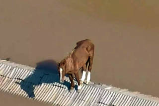 Filmes eroticos brasileiros com loira rabuda dando gostoso