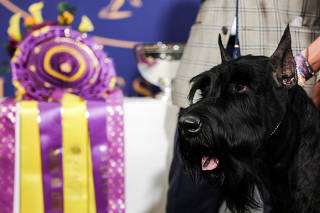 Monty, a Giant Schnauzer, the winner of Best in Show at the 149th Westminster Kennel Club Dog Show, poses for photographs at Bar Boulud in New York City