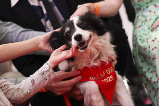 The 78th Cannes Film Festival - The Palm Dog Award