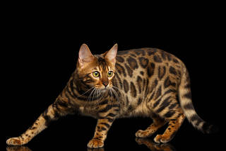 Bengal cat isolated on Black Background