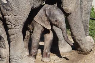 Vídeo porno branquinha safada sentando no cacete com vontade