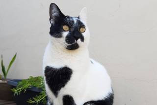 filme de sexo de pornô